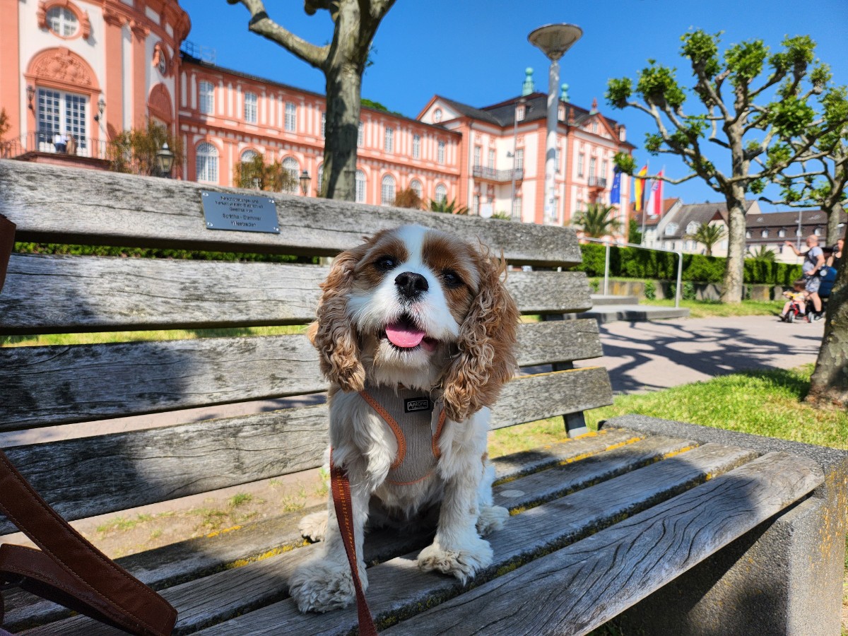 Susi in Biebrich near Wiesbaden